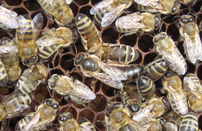 пчелы на сотах с маткой
