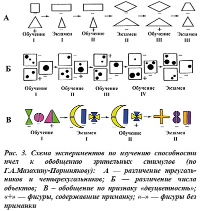 Эксперимент по изучению способностей пчел
