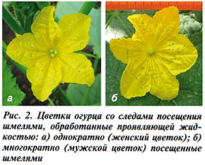 Цветки огурца со следами посещения шмелей