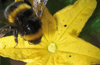 Фуражировочная активность шмелей и пчел при опылении огурца в теплицах