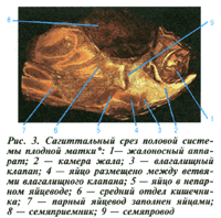 Срез половой системы плодной матки