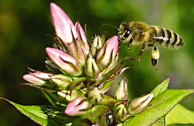 пчела с обножкой