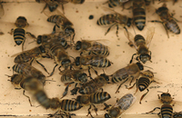 пчелы на прилетной доске