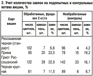 Учет количества завязи на ветвях вишни
