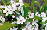 Влияние фунгицидных обработок вишни на пчел