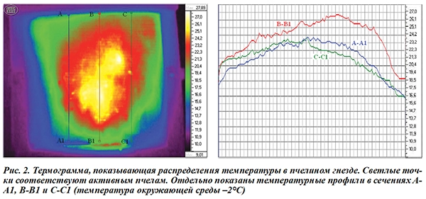 Термограмма распределения тепла в гнезде пчел