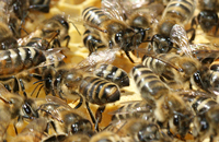 Размножение медоносной пчелиной семьи