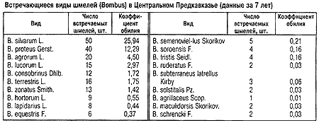 Виды шмелей