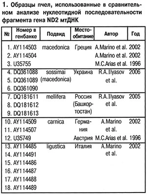 Образцы пчел при анализе гена ND2 мтДНК