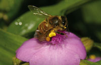 Украинские пчелы — уникальный подвид или экотип македонских пчел?