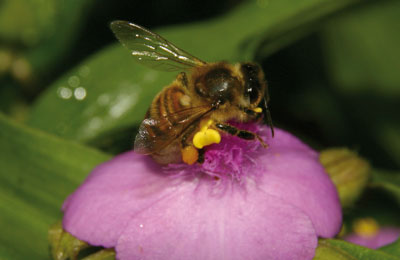 пчела на традесканции