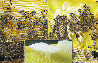 Пчелы отстраивают искусственную вощину