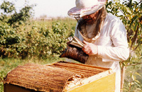 Технология использования пчел на главном медосборе