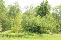 Медовый запас Ясеневского лесопарка «Битцевский лес»