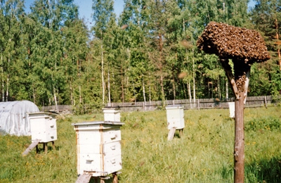 пасека летом