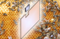 Содержание пчел в лежаках