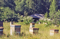 Ответственность за отравление пчел 