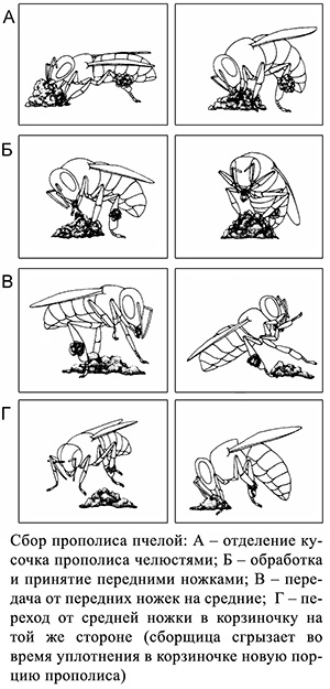 Как пчелы собирают прополис