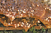 Биология китайской восковой пчелы