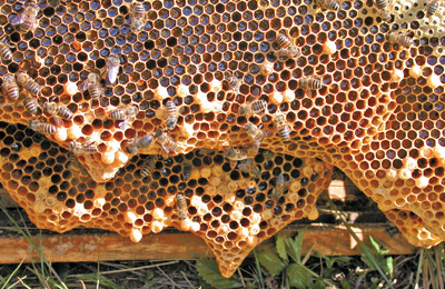 маточники китайской восковой пчелы