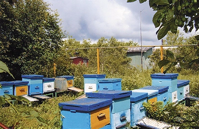 Разведение пчел: пчеловодство для начинающих от А до Я | ирина с. | Дзен
