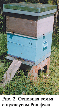 Пчелиная семья в улье Рошфуса