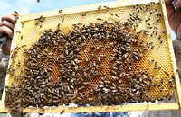Генетическое отцовство в наследственности пчелиной семьи