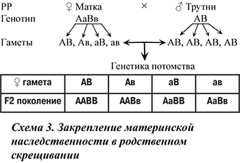Закрепление материнской наследственности