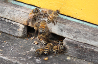Жуки-симбионты гнезд медоносной пчелы 