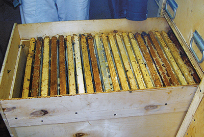 Оба корпуса (44 рамки) заполнены медом
