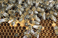 Взгляд простого пчеловода на проблему массовой гибели пчел