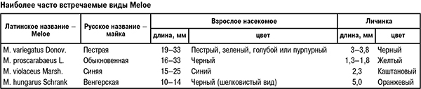 Наиболее часто встречаемые виды Meloe