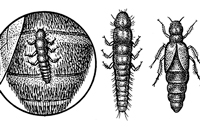 Личинка жука-майки семейства нарывниковых, или майковых, Meloidae