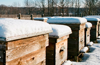 пасека зимой, ульи под снегом