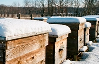 пасека зимой, ульи под снегом