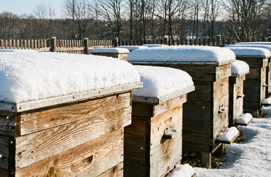 пасека зимой, ульи под снегом