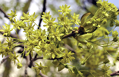 Клен остролистный, платановидный, обыкновенный — Acer platanoides L.