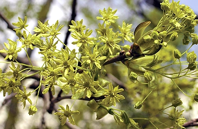 Клен остролистный, платановидный, обыкновенный — Acer platanoides L.