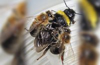 Влияние аналогов феромонов пчелы на поведение медоносных пчел и шмелей в искусственных колониях