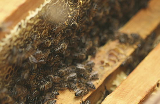 пчелы на рамках