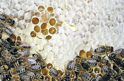 пчелы и мед