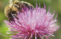 пчела на цветке чертополоха