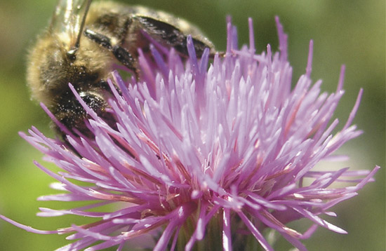 пчела на цветке чертополоха