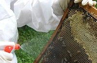 обработка пчел от болезней