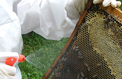 обработка пчел от болезней