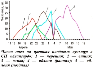 Число пчел на цветках плодовых культур
