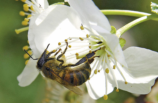 Пчела на цветке вишни