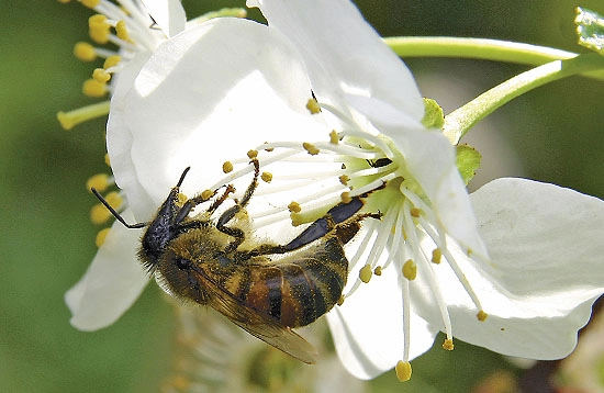 Пчела на цветке вишни
