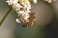 Роль пчел и других опылителей в предотвращении продовольственного кризиса