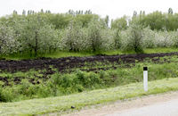 цветущие сады